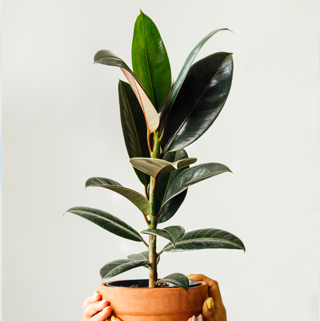 Person holding a potted plant against a plain background